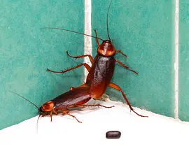 变种DNA Mimic(2021)